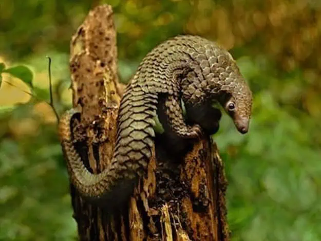 Pangolin